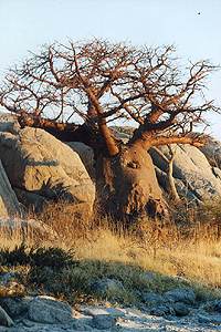 Baobab tree